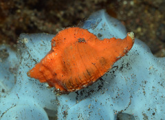 Chicomurex laciniatus