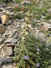 Cirsium hookerianum