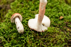 Russula peckii