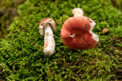 Russula peckii