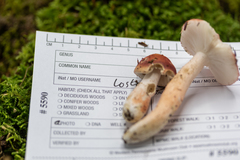 Russula peckii