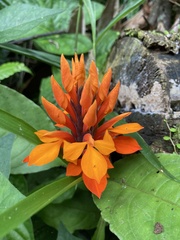 Aphelandra