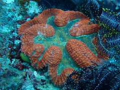 Lobophyllia