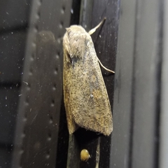 Mythimna unipuncta