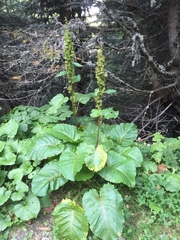 Rumex alpinus
