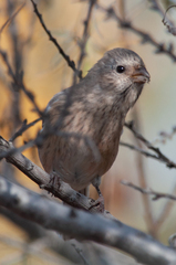 Carpodacus sibiricus