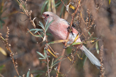 Carpodacus sibiricus