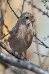 Carpodacus sibiricus