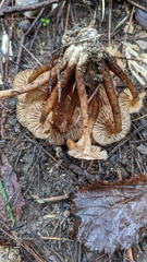 Desarmillaria tabescens