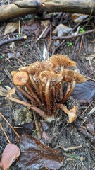 Desarmillaria tabescens