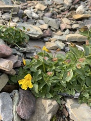 Erythranthe tilingii