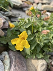 Erythranthe tilingii