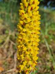 Disa woodii