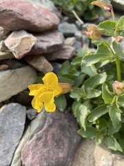 Erythranthe tilingii