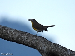 Icteria virens