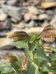 Erythranthe tilingii