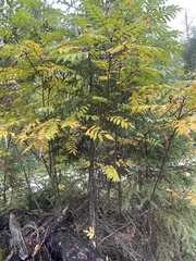 Sorbus decora