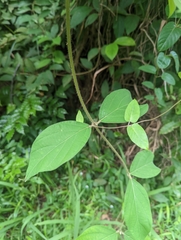 Congea tomentosa