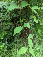 Congea tomentosa