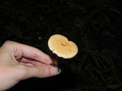 Lactarius chrysorrheus
