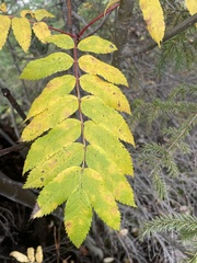 Sorbus decora