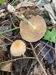 Collybiopsis peronata