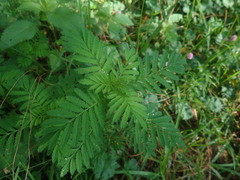 Tagetes
