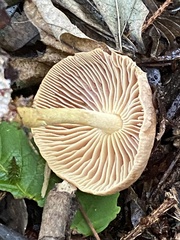 Collybiopsis peronata