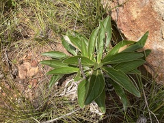 Berkheya herbacea
