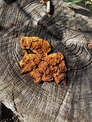 Gloeophyllum sepiarium