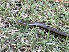 Ophisaurus ventralis