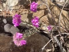 Indigofera glomerata