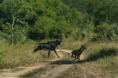 Hippotragus niger niger