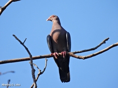 Patagioenas flavirostris