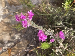 Indigofera glomerata