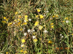 Sonchus arvensis