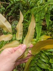 Stenochlaena palustris