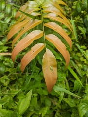 Stenochlaena palustris