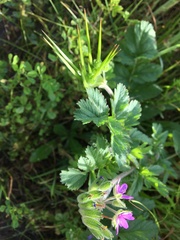 Erodium moschatum