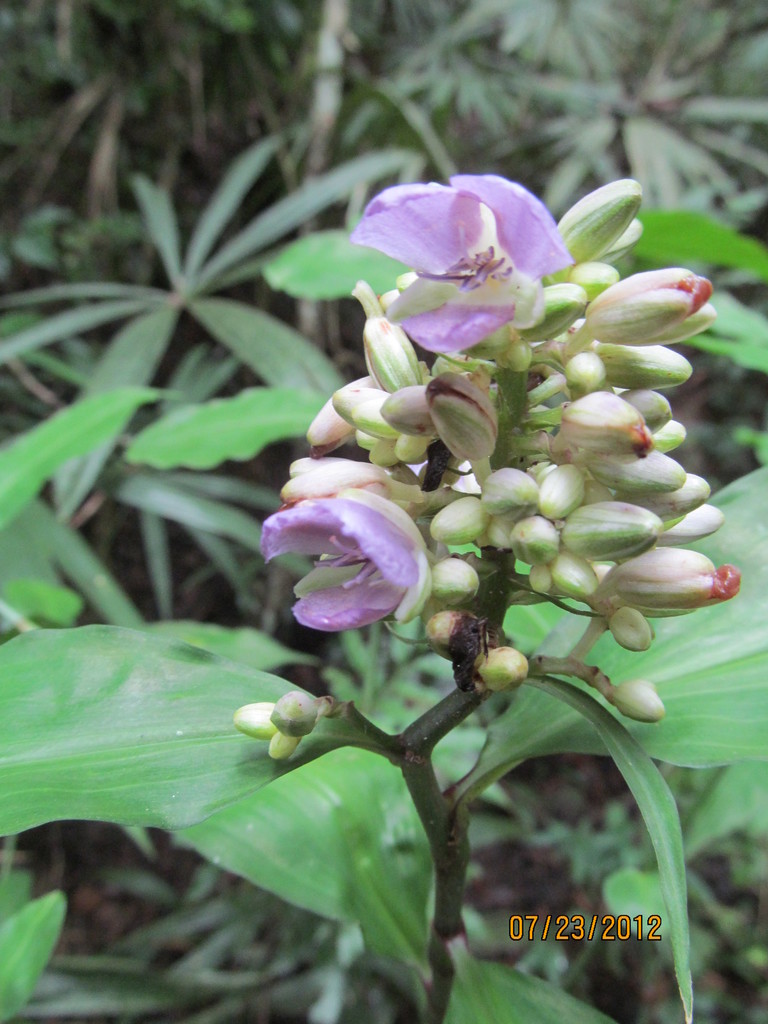 Dichorisandra amabilis
