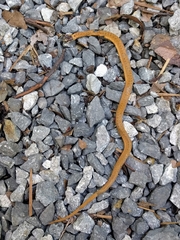 Storeria occipitomaculata obscura