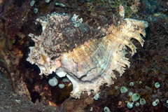 Chicoreus ramosus