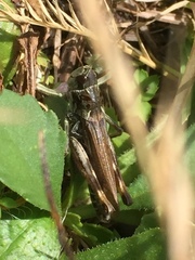 Gomphocerus sibiricus