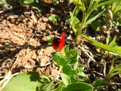 Lotus tetragonolobus