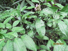 Dichorisandra amabilis