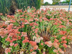 Hylotelephium maximum × spectabile