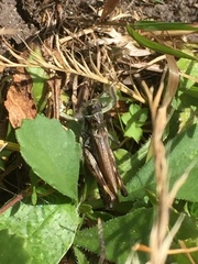 Gomphocerus sibiricus