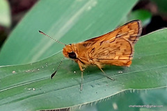 Taractrocerini