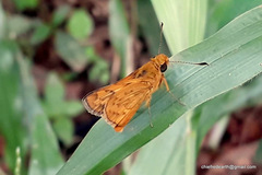 Taractrocerini