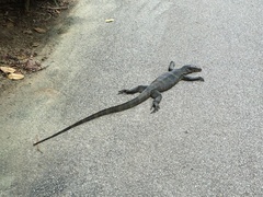 Varanus salvator macromaculatus